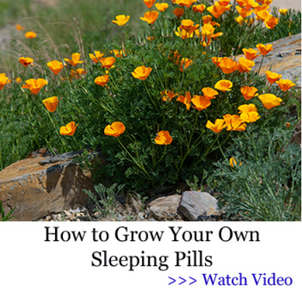 How to grow your own sleeping pills