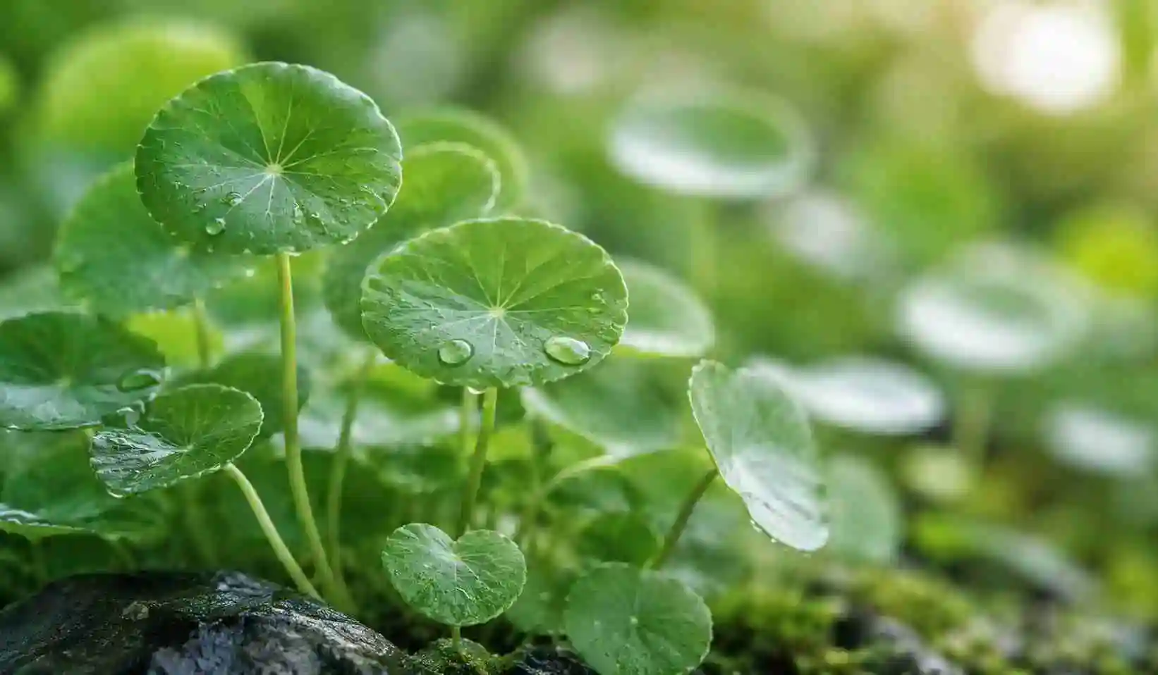 Fresh Centella Asiatica leaves used in calming skincare routines